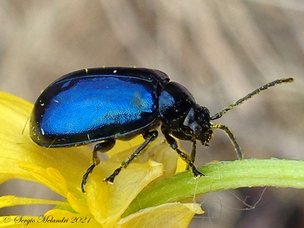 Chrysomelidae: Chrysolina ? No, Agelastica alni !
